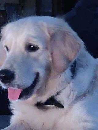 Dog Hotel Home Pet Boarding in mugappair Chennai