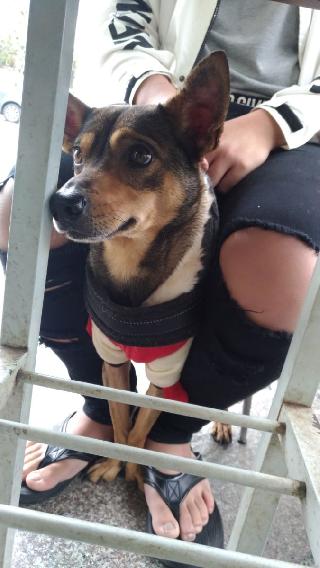 dog walking prices near me