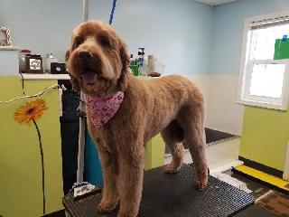 Dog Boarding in Mix Avenue, Columbus The Dog Loft PetBacker