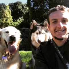 mad dogs and englishmen dog walking