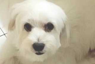Quintin, Pet Vet in Passa Quatro