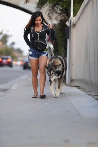 Dog, Cat Taxi Transport in Venice, Santa Monica, Venice Pet Uber