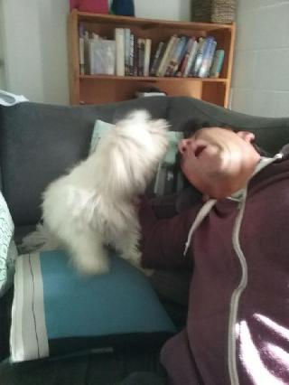 dog boarding and grooming near me