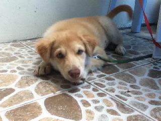 Breed Half Aspin Half Golden Retriever Boerboel Golden Retriever