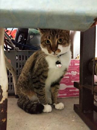 Kl Best Pet House Sitting Kl Petbacker Fina Pet Sitter