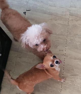 笑寵物窩, Pet Boarder in 板橋區