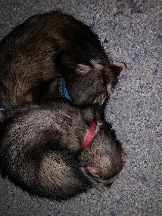 North Center Venus Dog/cat/ferret Boarding PetBacker Home Pet