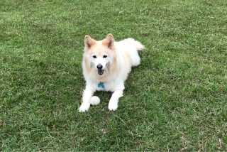 小米, Pet Walker in Wenshan District