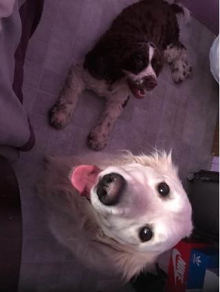 dog daycare manhattan