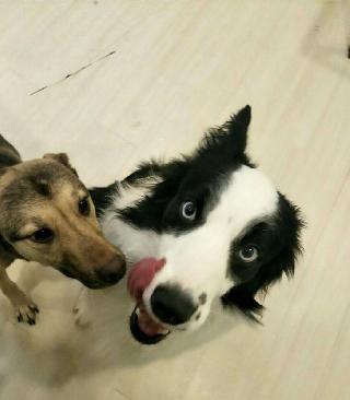 top rated pet boarding near me