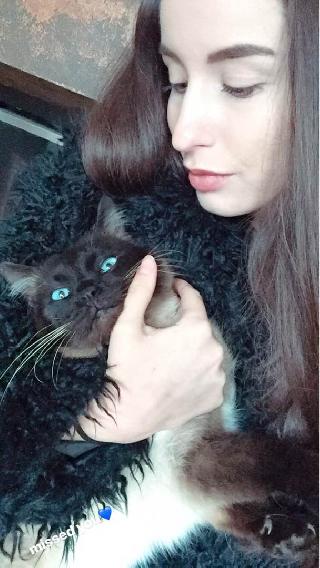 all about cats and dogs pet resort