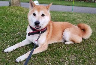 sayuri, Pet Walker in Kawaguchi