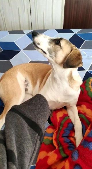 Paws, Pet Sitter in Gurugram