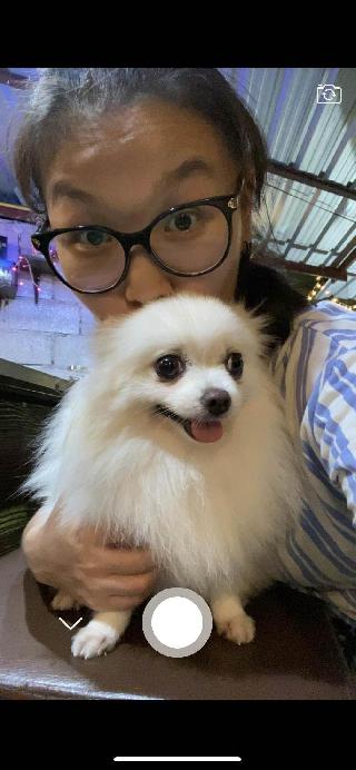 Grooming Services Laura's Dog Grooming Pet Sitter In Årsta