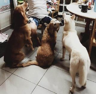 Eunice, Pet Sitter in Petaling Jaya