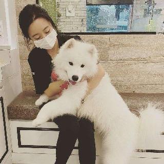 Pet Grooming in pasir ris, Pasir Ris Pawbeans Grooming