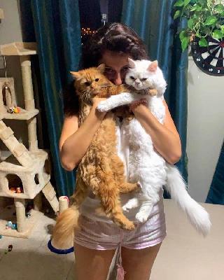 Pet Taxi Transport in Dubai واحة دبي السيليكون Pet Uber