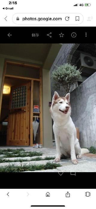 桑, Pet Boarder in 左營區