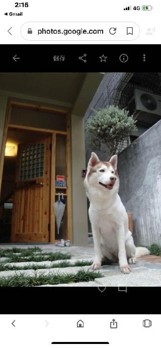 老大, Pet Driver in 新興區