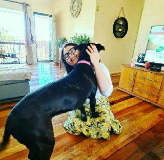 Doggy Daycare in brisbane, Rochedale South Sjwdoggydaycare