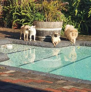 Doggy Daycare in Kunune Park, Port Elizabeth Port Elizabeth