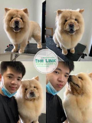 Jason, Pet Groomer in Puchong