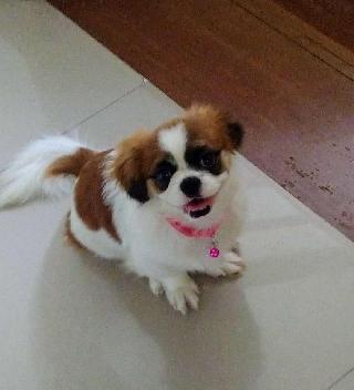 Pet Sitter in Pune Rainbow Pet Sitters PetBacker Maharashtra