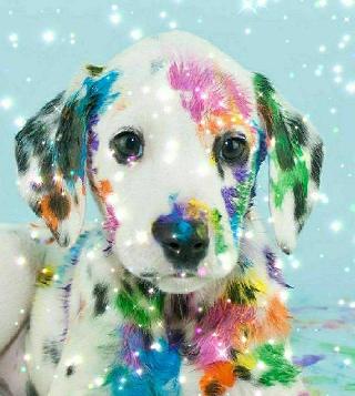 Pet Daycare in Ohio, Columbus Pet Daycare 6am 8pm Open Days