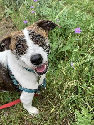 Xavier, Pet Walker in Northwest Side