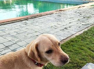 Dog, Cat Hotel Home Pet Boarding in VIP Road, Vadodara Pet