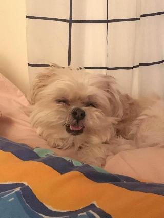 Pet Hotel Home Pet Boarding in Tarlac City, Tarlac City Kylie's