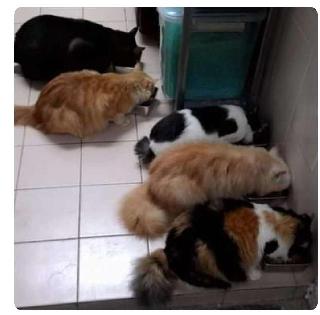 Azlina, Pet Boarder in Petaling Jaya