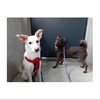 top rated pet boarding near me