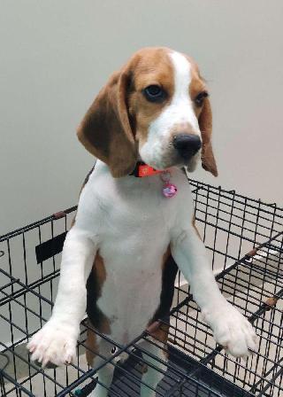 Dog Groomers Happy Paws Dog Boarding Happy Paws Kennels Kennels