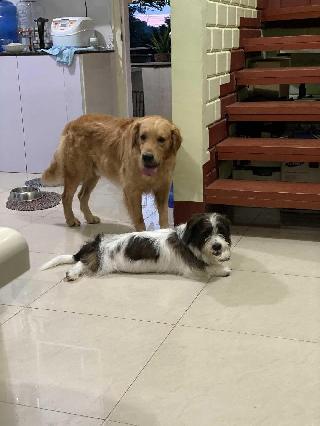 Pet Sitter in Lapu Lapu City Lapu-Lapu City Guardian Pet