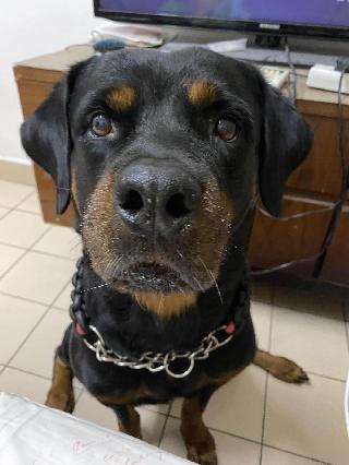 Cat Sitters di Kuala Terengganu dengan Harga Terbaik oleh PetBacker