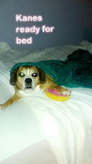 dog walker needed near me