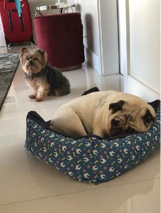 Dog Walking in Gold Coast, Burleigh Heads Gold Coast, Tour