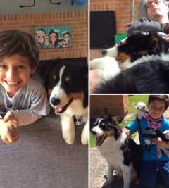 dog boarding etobicoke