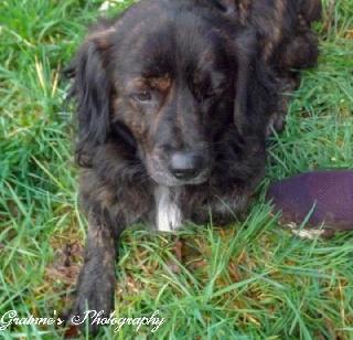 mobile dog grooming tipperary