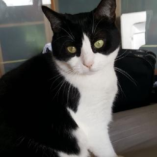 Cachan Best Pet Boarding Grooming For Dogs Cats With Pickup Petbacker Ile De France Cachan Best Pet Boarding Grooming For Dogs Cats With Pickup Petbacker Ile De France