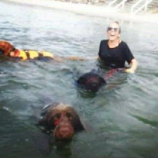 Pet Taxi Transport in Strathpine, Strathpine Pet Uber PetBacker