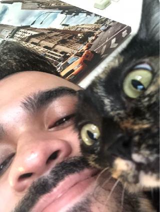 cat hotel kota damansara