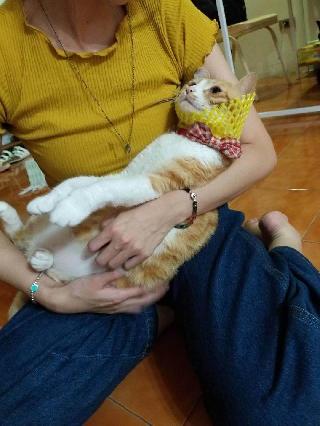 Michelle, Pet Boarder in 前金區