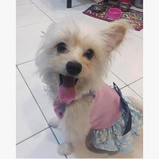 in home pet boarding near me