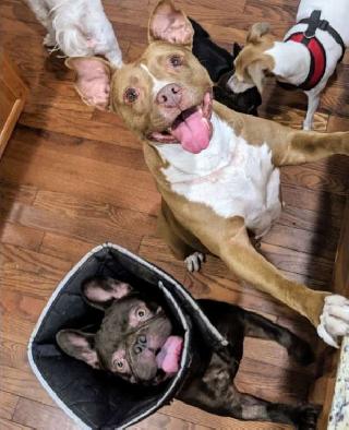 senior dog boarding near me