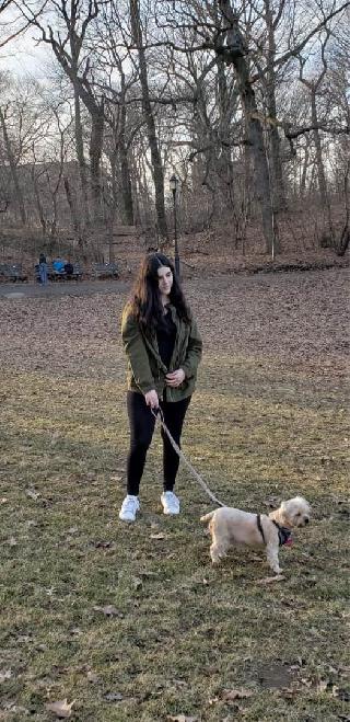 Dog Boarding Happy Dogs Brooklyn Dog Boarding In Brooklyn Ny 11213