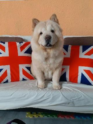 Dog, Cat Grooming in 全港9新界, Sha Tin 沙田anna上門寵物美容