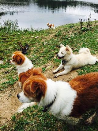 Flora, Pet Walker in 臺北市