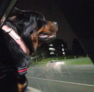 dog boarding and grooming near me